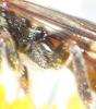 Nomada flavoguttata